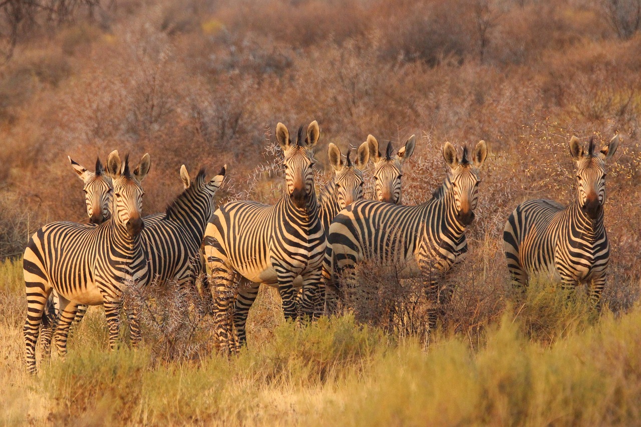 découvrez les tarifs des safaris en 2025 et planifiez votre aventure inoubliable en pleine nature avec nos offres exclusives et conseils pratiques.