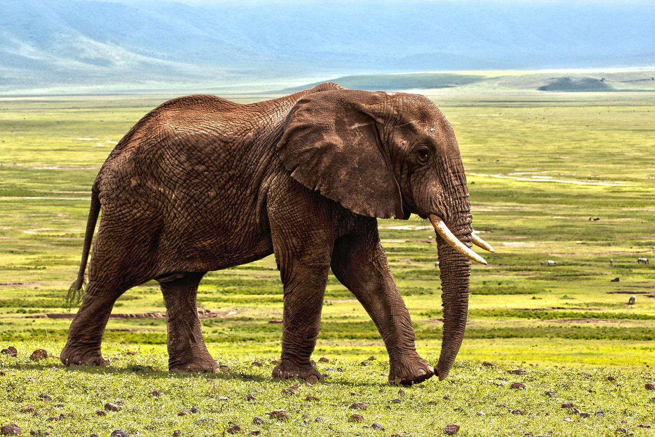 découvrez les tarifs des safaris en 2025 pour planifier une aventure inoubliable en pleine nature. comparez les prix et choisissez l'option qui vous convient.
