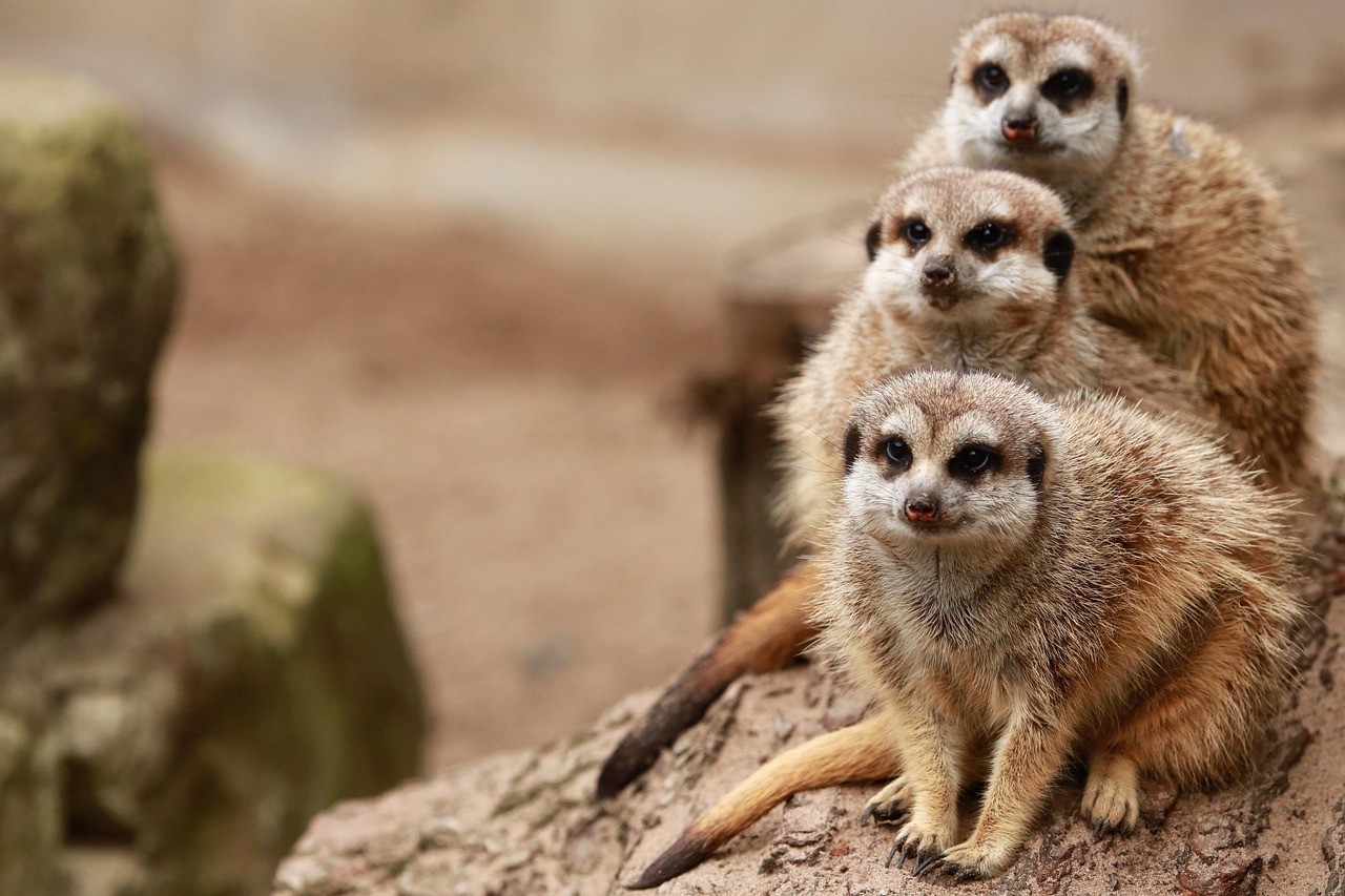 découvrez les tarifs des safaris pour 2025 et préparez votre aventure idéale avec nos offres actualisées et conseils pour un voyage inoubliable.