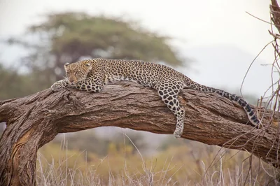 Safari en Afrique : à combien s’élèvent les prix en 2025 ?